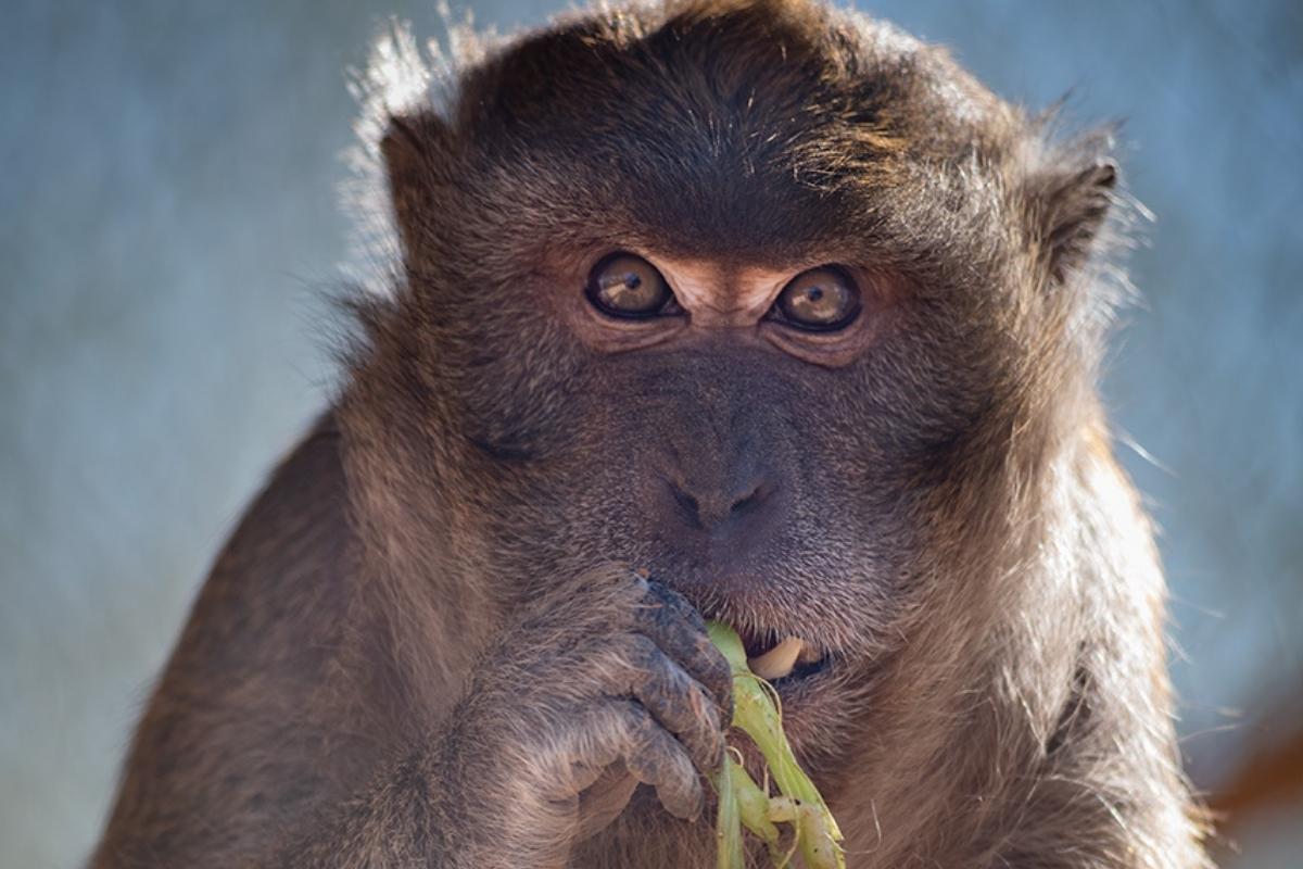 Freeman the long-tailed macaque