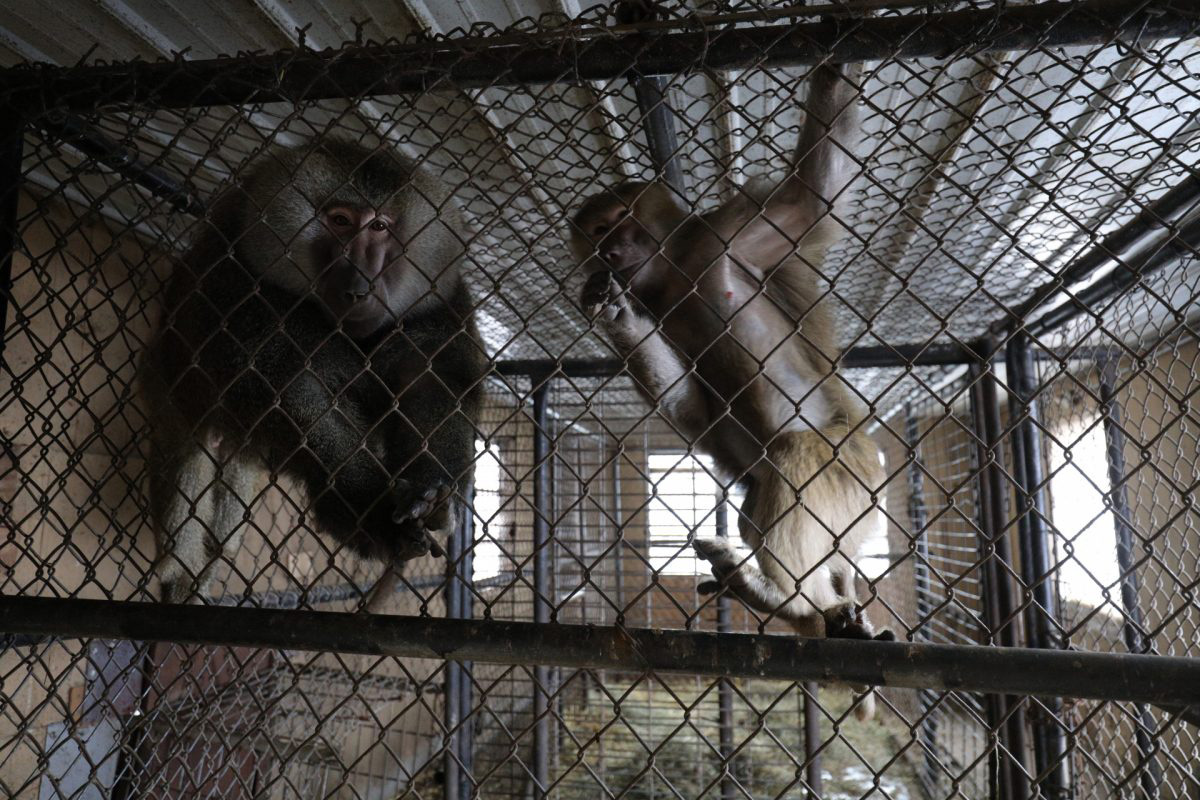 Deplorable conditions for baboons at Cricket Hollow Zoo.