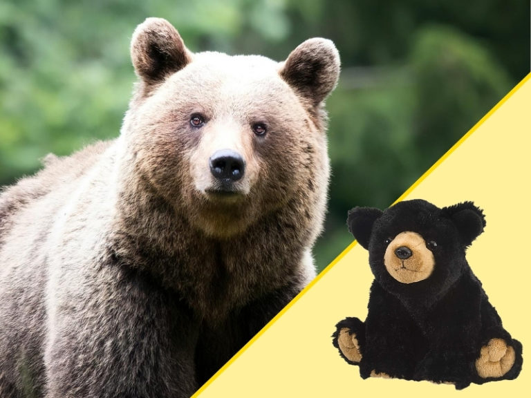 Bear and Plush