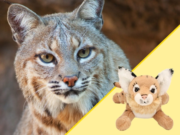 Bobcat and Plush