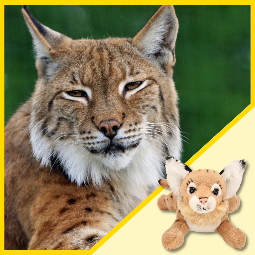 Adopt a Bobcat! | Born Free USA