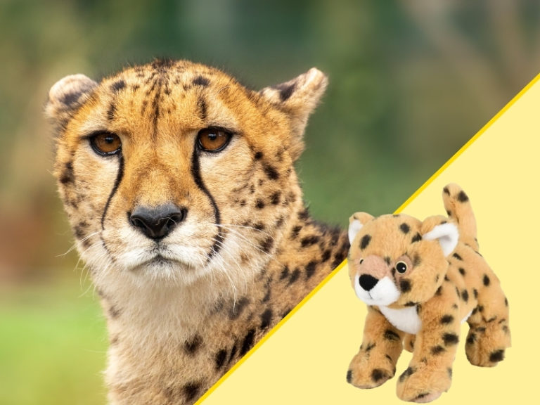 Cheetah and Plush