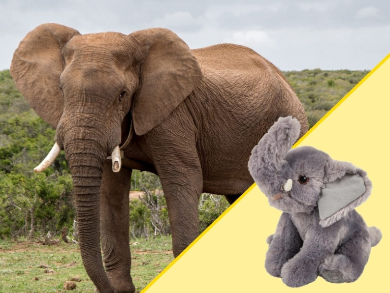 Elephant and Plush