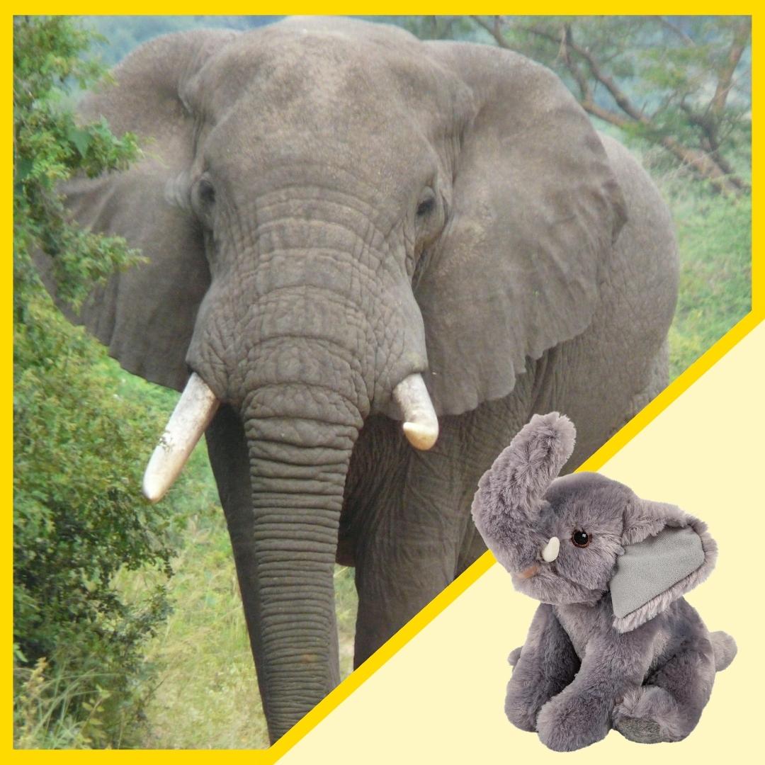 Elephant and Plush
