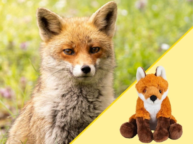 Fox and Plush