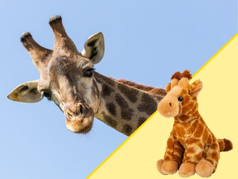 Giraffe and Plush