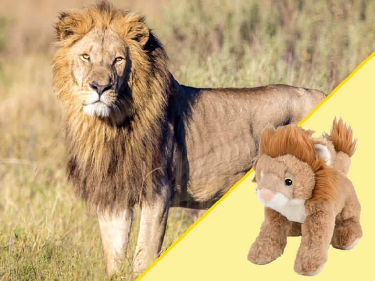 Lion and Plush