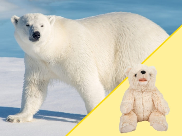 Polar Bear and Plush