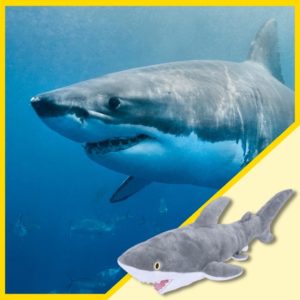 Shark portrait and plush