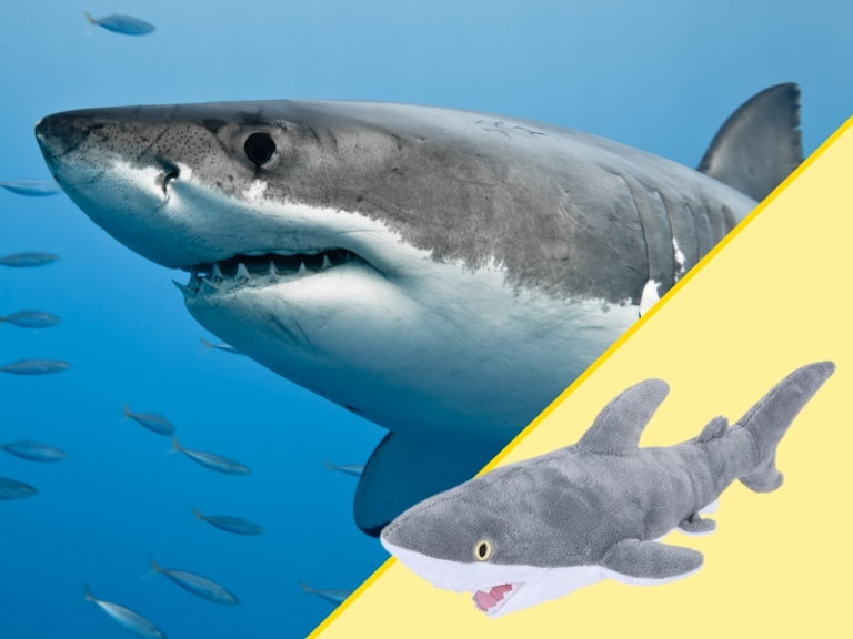 Shark and Plush