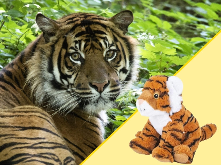 Tiger and Plush