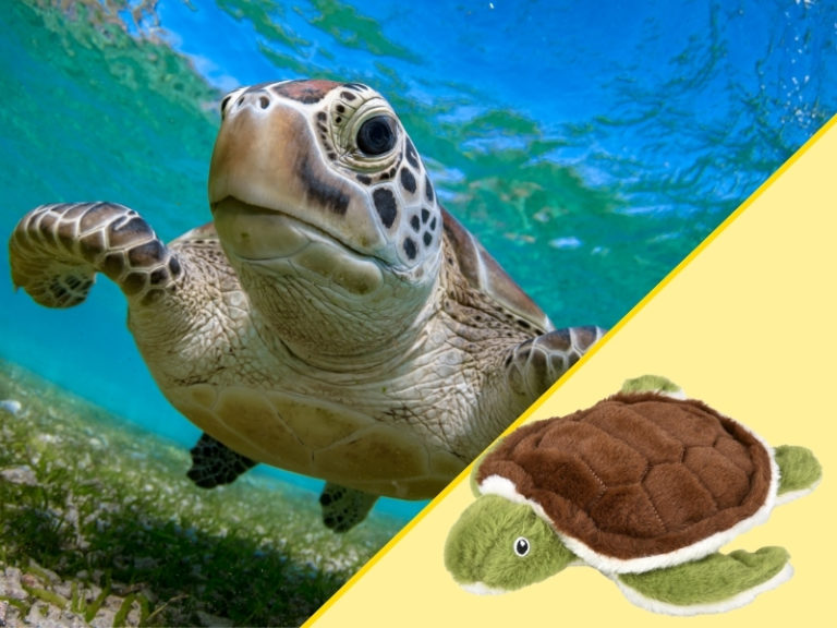 Turtle and Plush