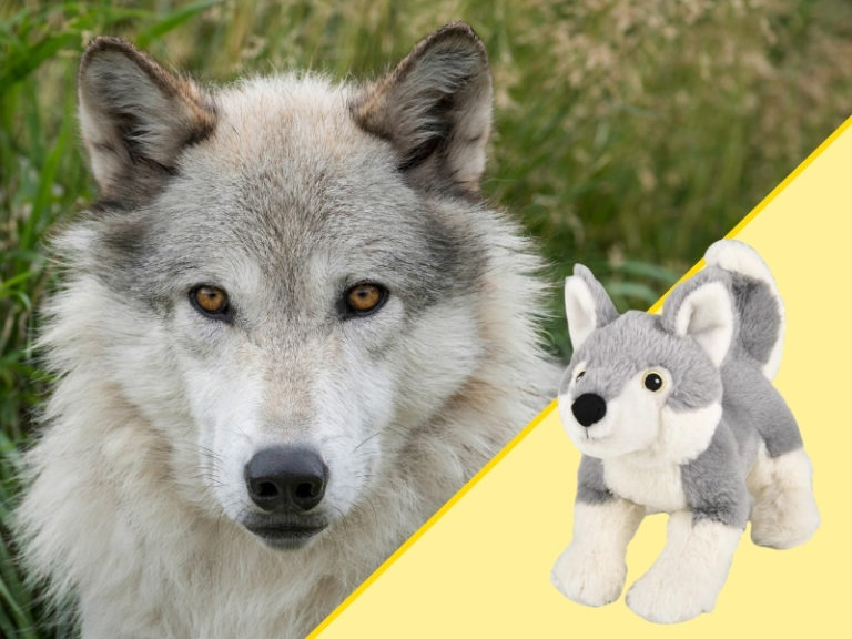 Wolf and Plush
