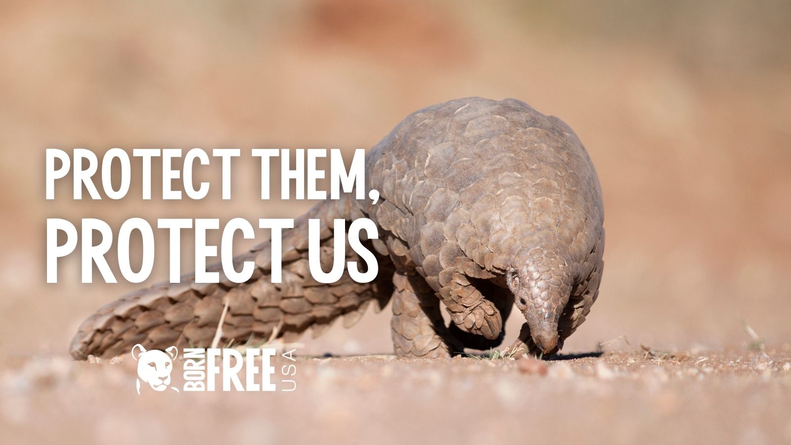 Protect Them, Protect Us | Born Free USA - Vimarsana News