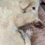 Maggie the Great Pyrenees Puppy