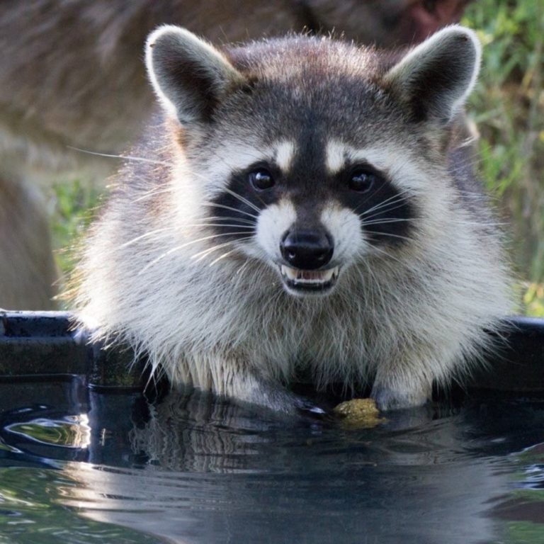 International Raccoon Appreciation Day How We Coexist with Raccoons at