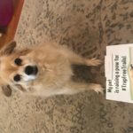 Tuukka the dog raises a paw for #TrapFreeTrails!