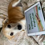 Chambira the dog raises a paw for #TrapFreeTrails!