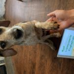 Stanley the dog raises a paw for #TrapFreeTrails!