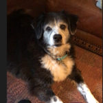 Freddy the dog raises a paw for #TrapFreeTrails! Pet Parent: Theresa Perry, Atlanta GA.