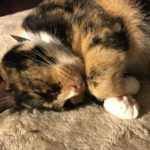 Princess the cat raises a paw for #TrapFreeTrails! Pet Parent: Al Rich, Atlanta GA.