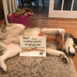 Roman the dog raises a paw for #TrapFreeTrails!