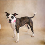 Daisy Mae the dog raises a paw for #TrapFreeTrails!