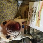 Bear the dog raises a paw for #TrapFree Trails! Pet parent: Connie Burris, Illinois.