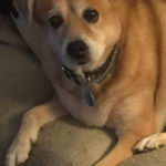 Foxy the dog raises a paw for #TrapFreeTrails! Pet parent: Theresa Perry, Atlanta, GA.