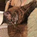 Cuteness the cat raises a paw for #TrapFreeTrails! Pet parent: Theresa Perry, Atlanta, GA.