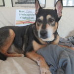 Sami the dog raises a paw for #TrapFreeTrails! Pet parent: Mary Heller, Poughkeepsie, NY.