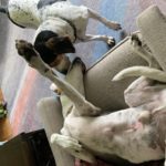 Dogs Remy and Ebby raise a paw for #TrapFreeTrails! Pet parent: Amanda Dewey, Berwyn Heights, MD.