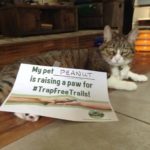 Peanut the cat raises a paw for #TrapFreeTrails! Pet parent: Sheree Noeth, Concord, CA.
