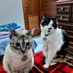 Cats Lua and Lili raise a paw for #TrapFreeTrails! Pet parent: Sônia Zainko.
