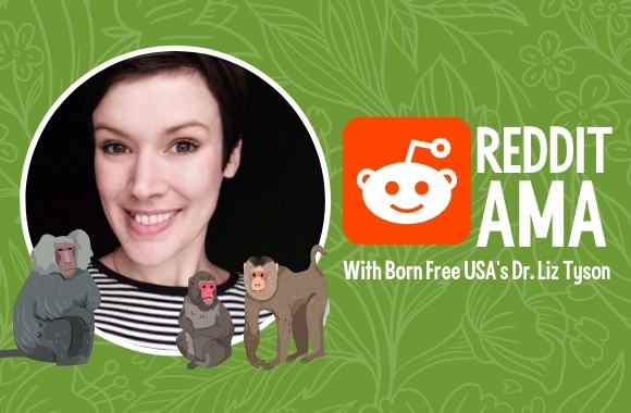 Monkey Behavior, Primate Pet Trade, Sanctuary, and More: Reddit AMA
