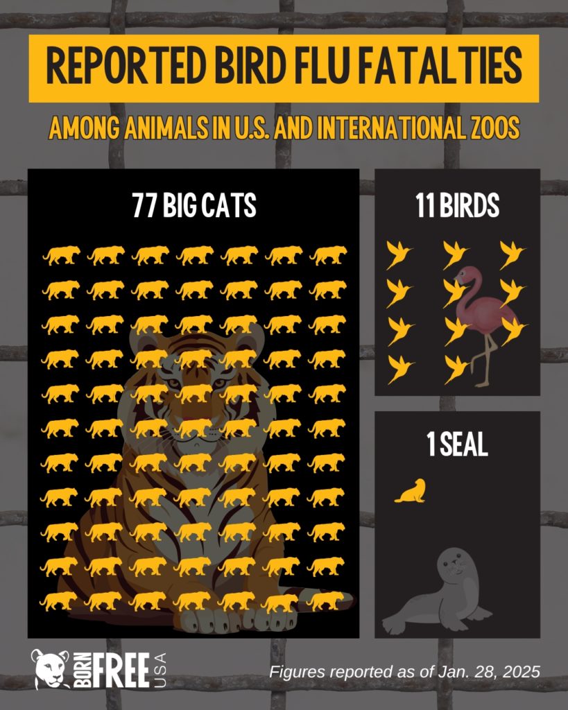 eported fatalities from bird flu among animals in U.S. and international zoos as of January 28, 2025.