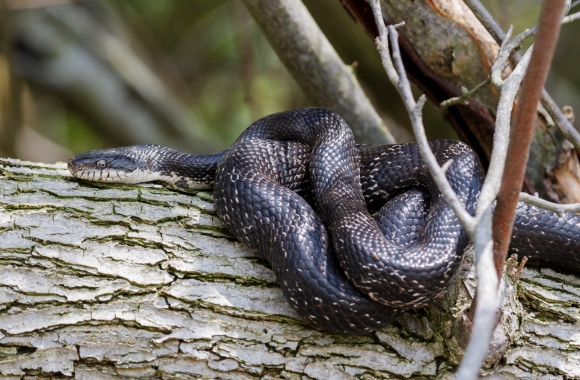 Cryptic Creatures: Highlighting the Importance of Reptile Welfare on ... - Reptile Dominance Behavior And Behavioral Problems And Welfare