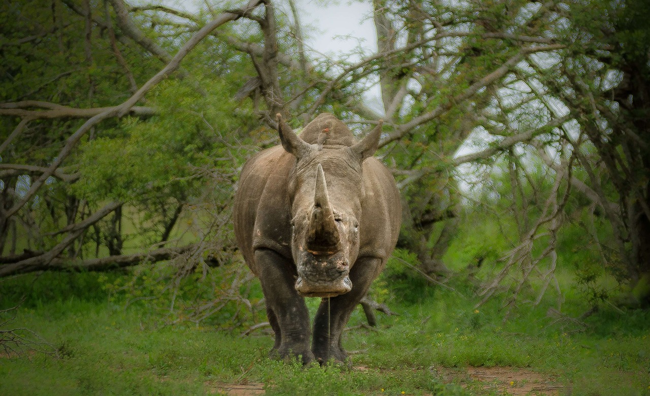 Photo of a rhinoceros.