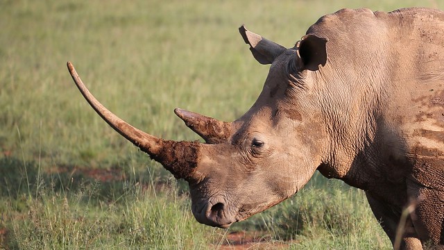 Photo of a rhino with a large horn.