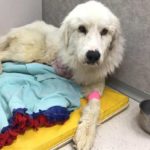 River, a Great Pyrenees, lost most of the toes in his front paw after being caught in a leg-hold trap and had to have his leg amputated..