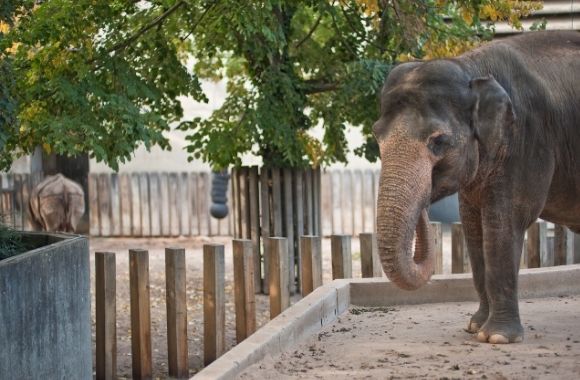 Our Distorted View of Wild Animals: San Diego Elephant Incident is a  Symptom of a Bigger Problem | Born Free USA