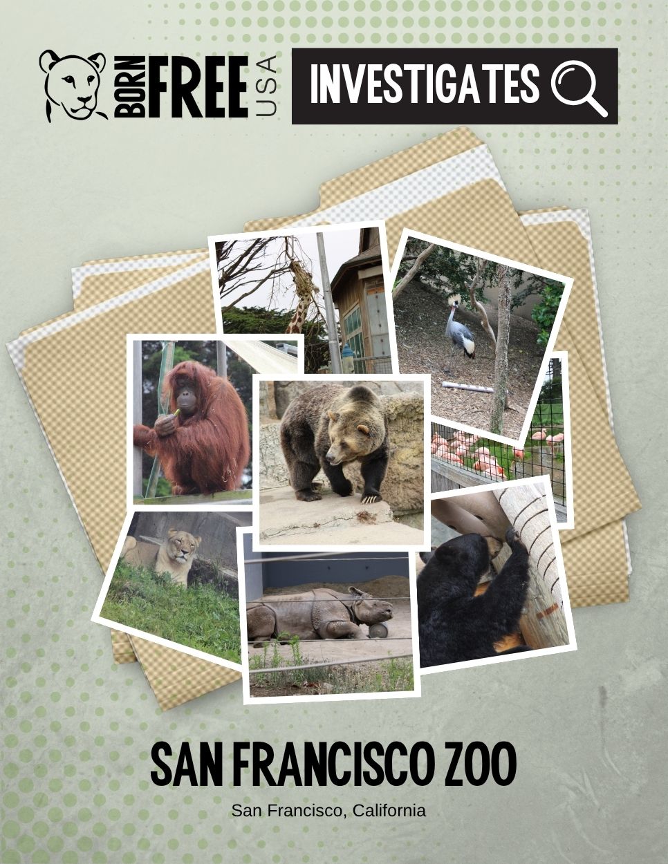 San Francisco Zoo Investigation