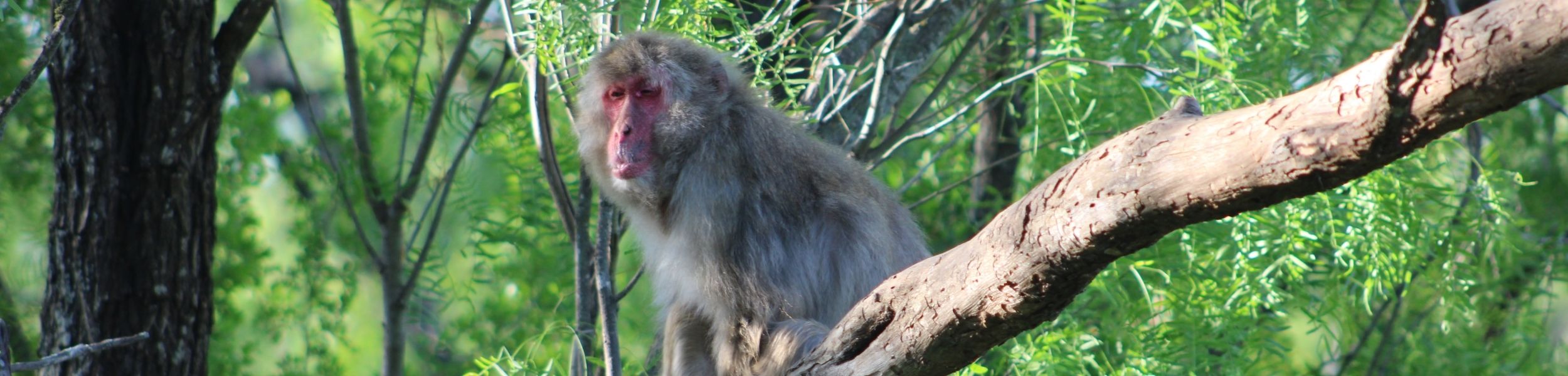 Japanese Macaque in a tree