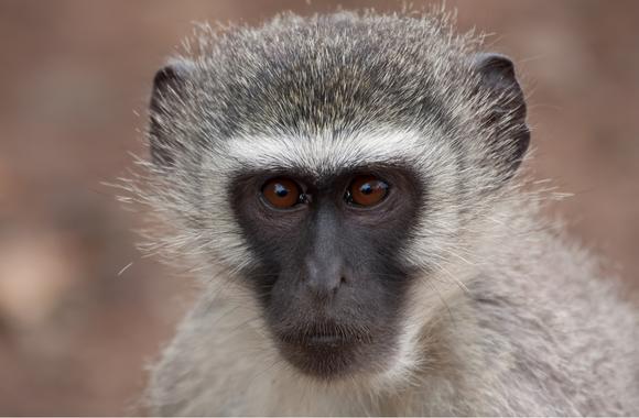 Vervet Monkeys - Born Free