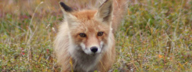 Photo of a fox.