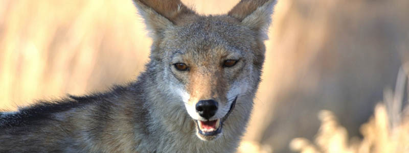 Photo of a coyote.