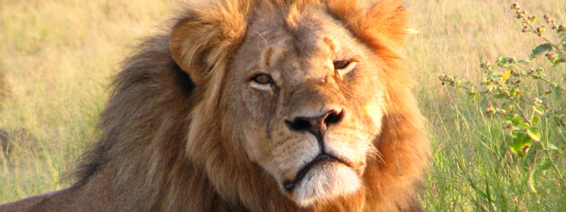 Photo of Cecil the lion.