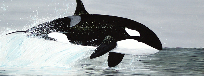 Photo of an orca (killer whale).