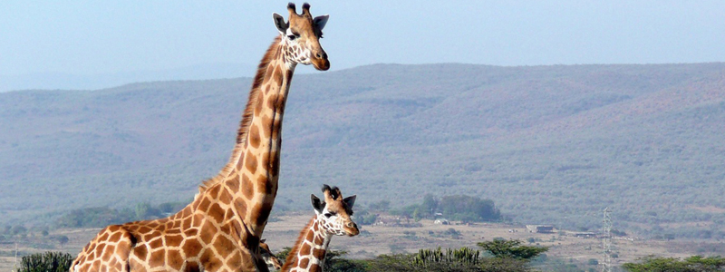 Photo of giraffes.