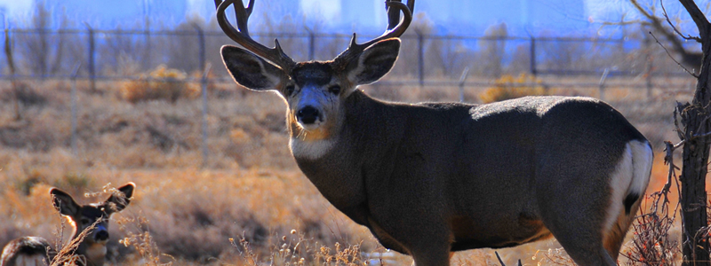 Photo of mule deer.